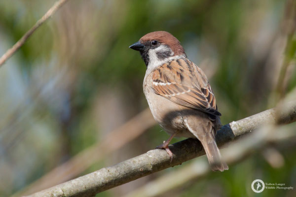 Passer montanus / Tree Sparrow / Feldsperling