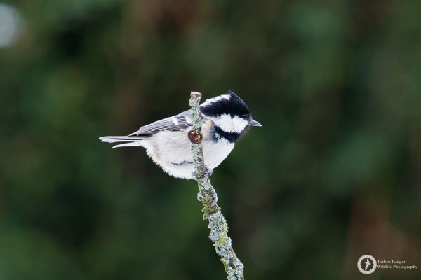 Periparus ater / Coal Tit / Tannenmeise