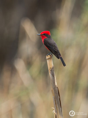 Vermilion Flycatcher