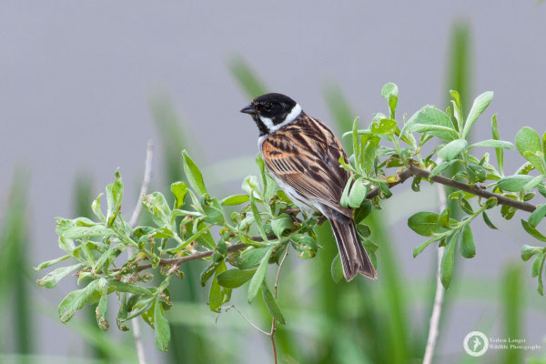 Emberiza schoeniclus / Reed Bunting / Rohrammer ♂