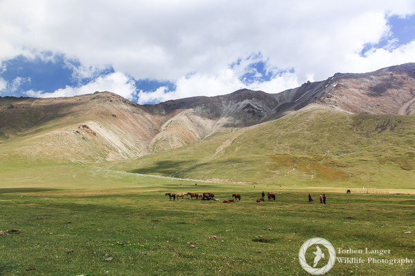 Alpine pasture