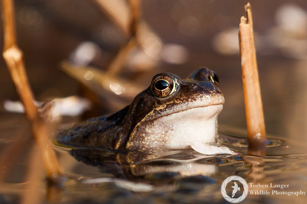 Rana temporaria / Common Frog / Grasfrosch