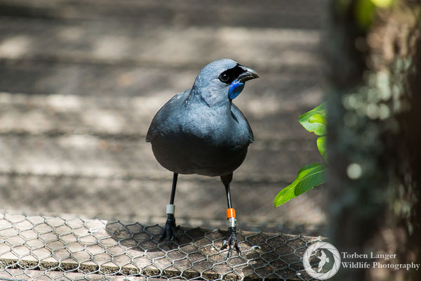 A North Island Kokako at Tiritiri Matangi