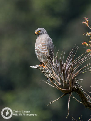 Rupornis magnirostris / Roadside Hawk / Wegebussard