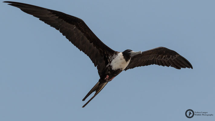 Fregata magnificens / Magnificent Frigatebird / Prachtfregattvogel ♀
