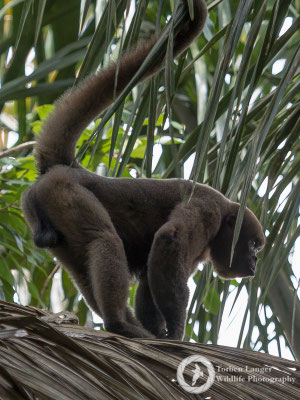 Lagothrix lagotricha / Brown Woolly Monkey / Brauner Wollaffe