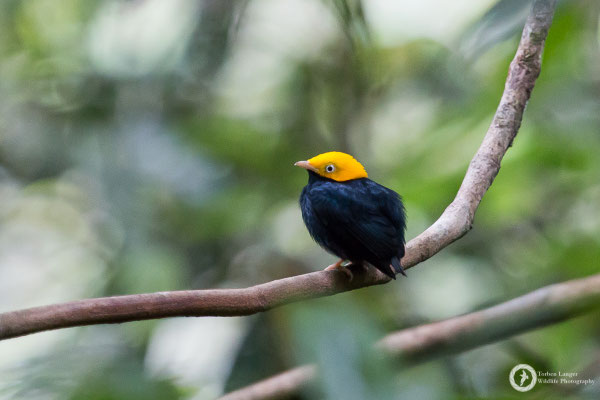 Golden-headed Manakin