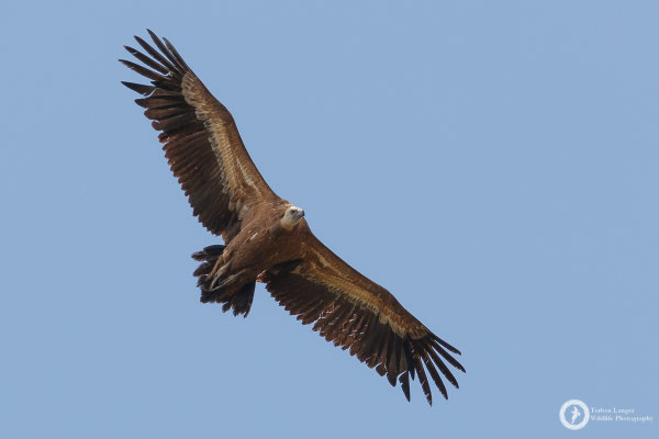 Griffon Vulture