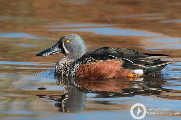 Spatula rhynchotis / Australian Shoveler / Halbmond-Löffelente ♂ 