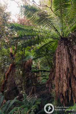Catlins Forest Park