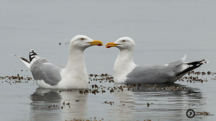 Larus argentatus / European Herring Gull / Silbermöwe