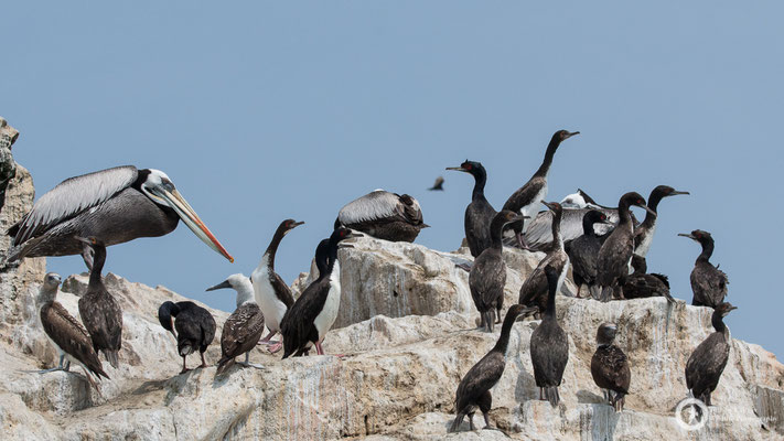 Leucocarbo bougainvilliorum / Guanay Cormorant / Guanoscharbe & Pelecanus thagus / Peruvian Pelican / Chilepelikan