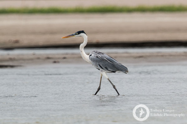 Ardea cocoi / Cocoi Heron / Cocoireiher