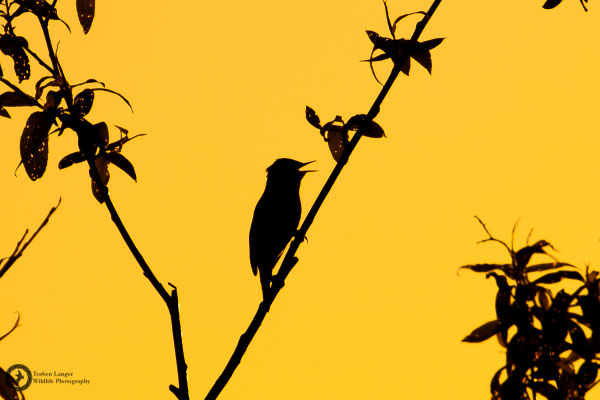 Acrocephalus schoenobaenus / Sedge Warbler / Schilfrohrsänger