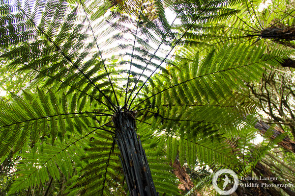 Treefern