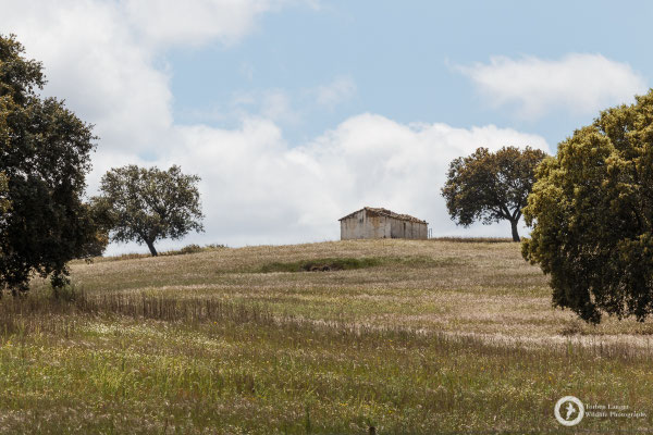 Landscape impression