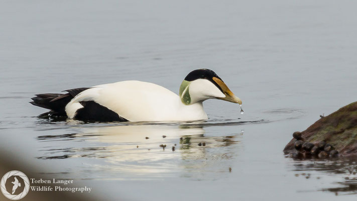 Somateria mollissima / Common Eider / Eiderente ♂