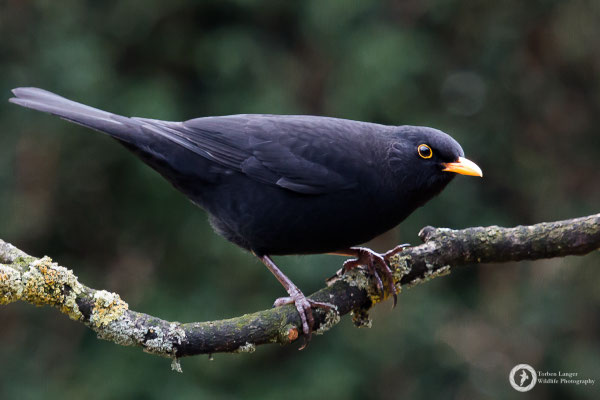 Turdus merula / Eurasian Blackbird / Amsel ♂