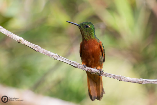 Boissonneaua matthewsii - Chestnut-breasted Coronet - Rotbauchkolibri
