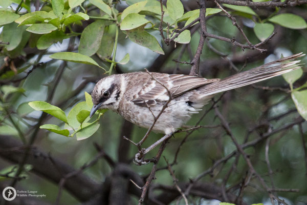 Mimus longicaudus / Long-tailed Mockingbird / Langschwanz-Spottdrossel