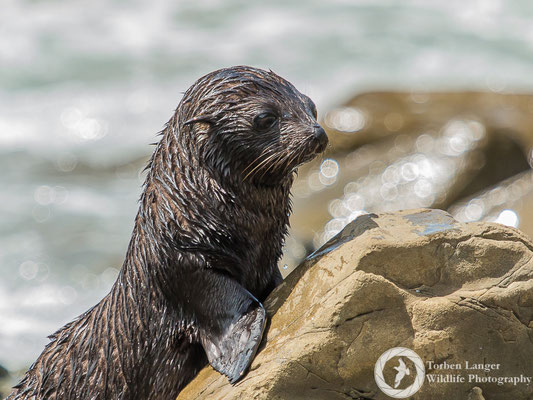 Arctocephalus forsteri / New Zealand Fur Seal / Neuseeländischer Seebär