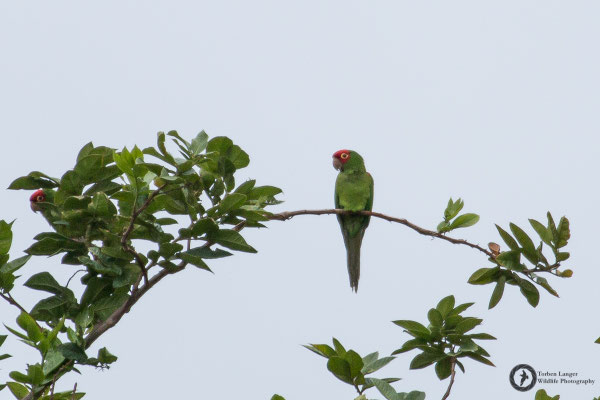 Psittacara erythrogenys / Red-masked Parakeet / Guayaquilsittich