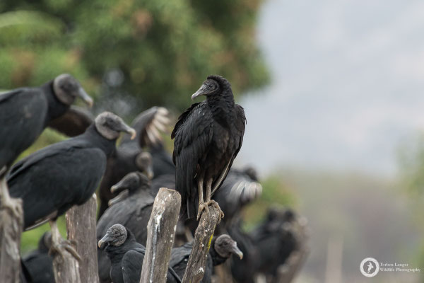 Coragyps atratus / American Black Vulture / Rabengeier