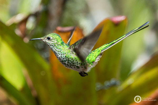 Lesbia nuna - Green-tailed Trainbearer - Grünschwanzsylphe ♀