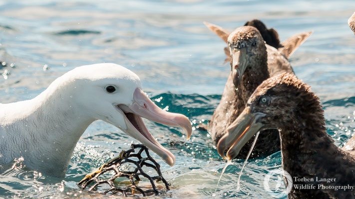 Diomedea exulans / Wandering Albatross / Wanderalbatros & Macronectes halli / Northern Giant Petrel / Hallsturmvogel