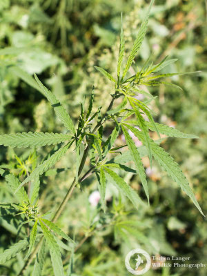 Herbs...