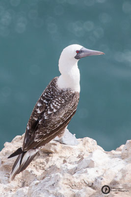 Sula variegata / Peruvian Booby / Guanotölpel