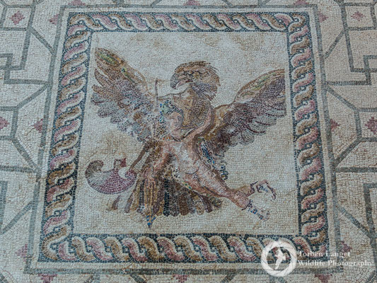 Paphos Mosaics