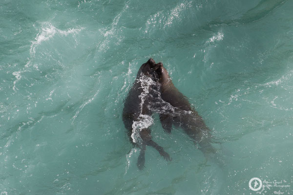 South American Sea Lions