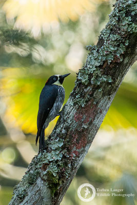 Melanerpes formicivorus / Acorn Woodpecker / Eichelspecht ♀