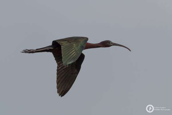 Glossy Ibis