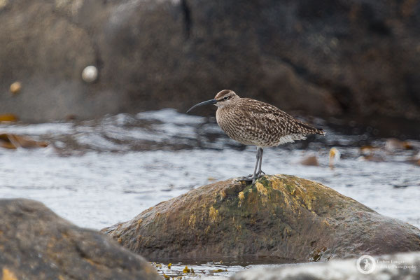 Numenius phaeopus / Whimbrel / Regenbrachvogel