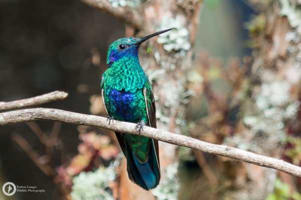 Colibri coruscans - Sparkling Violetear - Großer Veilchenohrkolibri