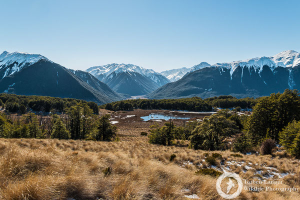Hiking in Craigieburn Forest Park