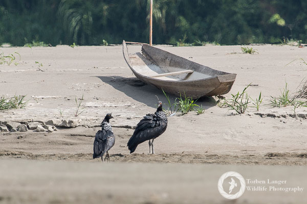 Anhima cornuta / Horned Screamer / Hornwehrvogel