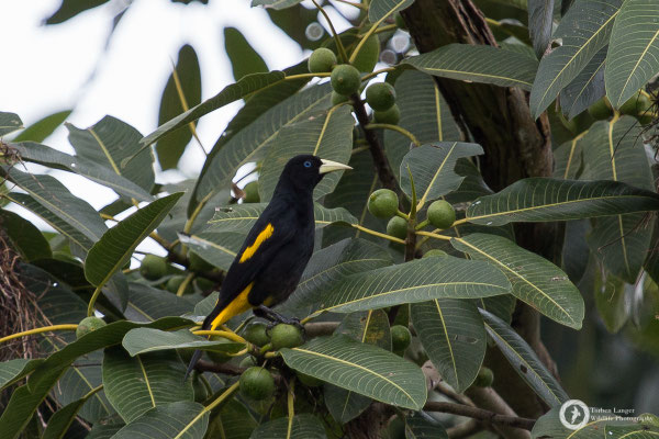 Yellow-rumped Cacique