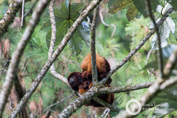 Alouatta seniculus / Venezuelan Red Howler Monkey / Roter Brüllaffe