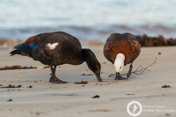 Tadorna variegata / Paradise Shelduck / Paradieskasarka ♂ & ♀