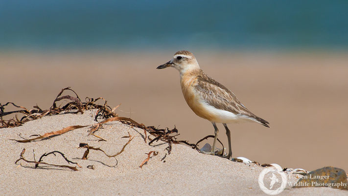 Northern Red-breasted Plover at Waikawau Beach, Coromandel Peninsula