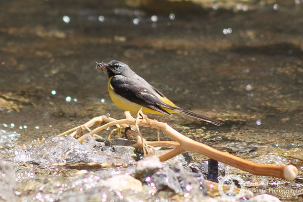Grey Wagtail