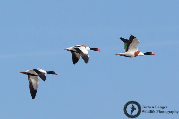 Tadorna tadorna / Common Shelduck / Brandgans