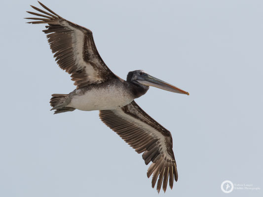 Pelican