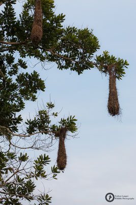 Psarocolius angustifrons / Russet-backed Oropendola / Breithauben-Stirnvogel - nest