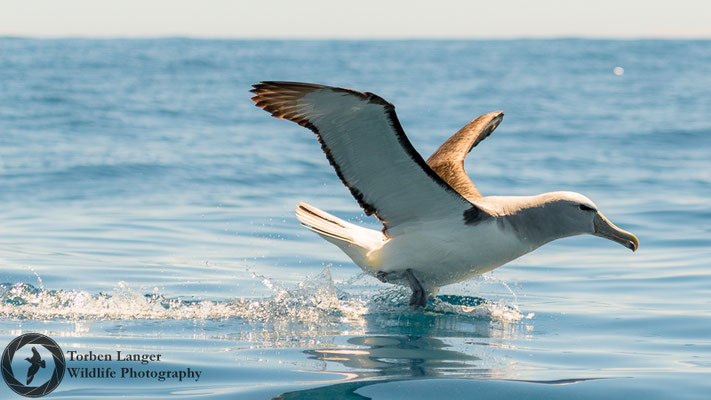 Thalassarche salvini / Salvin's Albatross / Salvinalbatros