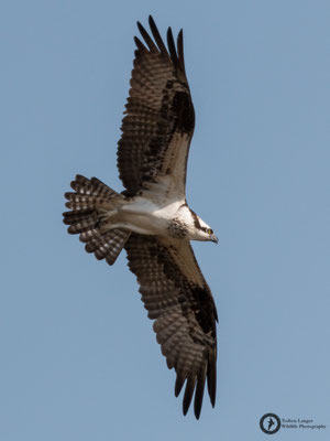 Pandion haliaetus / Osprey / Fischadler