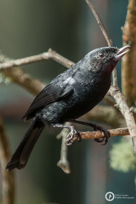 Diglossa humeralis / Black Flowerpiercer / Schwarzhakenschnabel